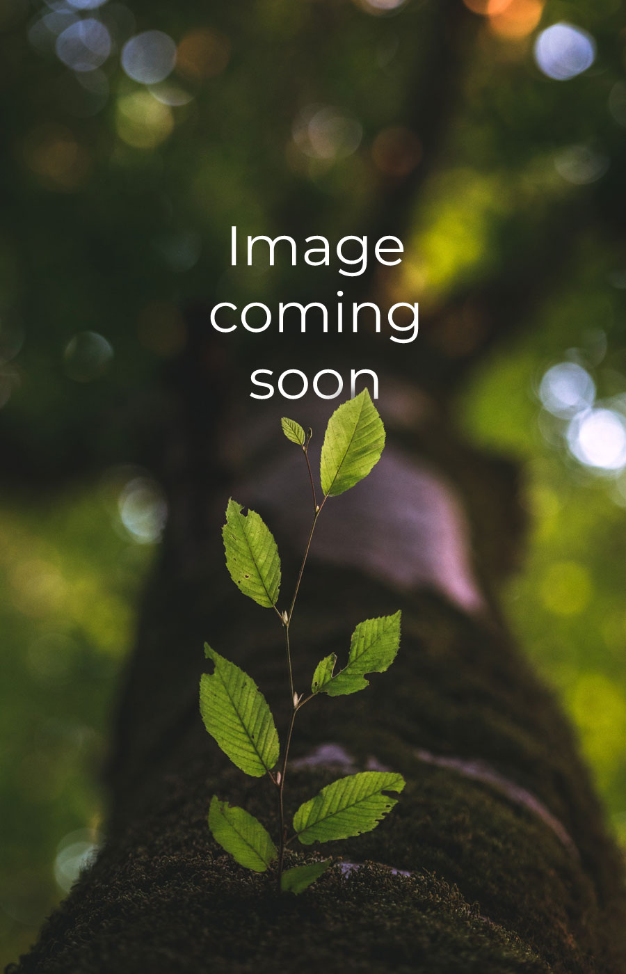Small tree branch growing with "Image coming soon" text